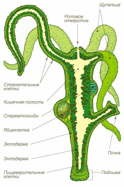 Кракен зеркало прокатис